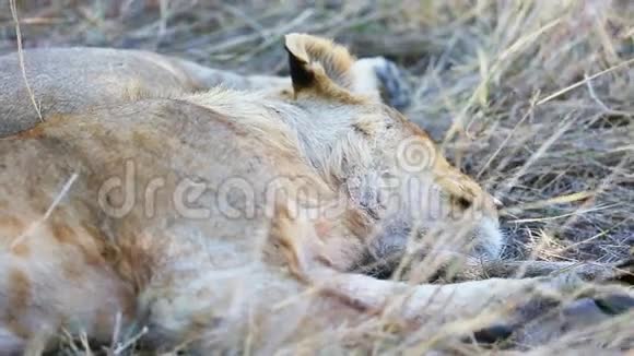 非洲饭后睡觉的狮子幼崽视频的预览图