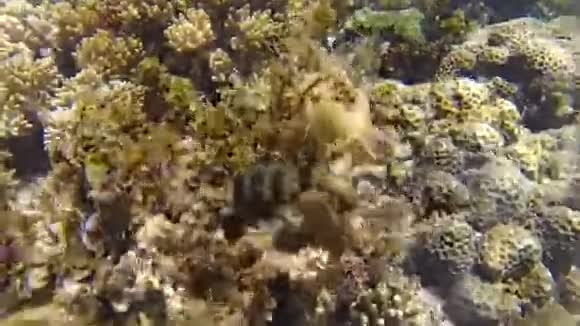 鱼在珊瑚中游动视频的预览图