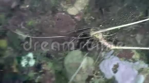 菲律宾野生动物海洋中水下的小龙虾视频的预览图