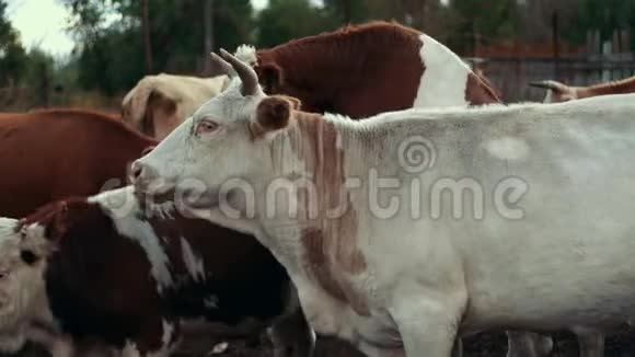 农村农场的牧场上有白色和红色的奶牛在村里放牧的牛视频的预览图