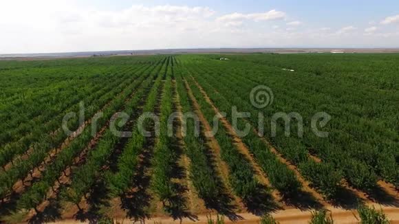 大量苹果树生长在大片中视频的预览图