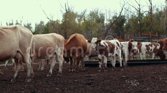 在农村农场的牧场上散步的白牛和红牛村庄里的奶牛视频的预览图