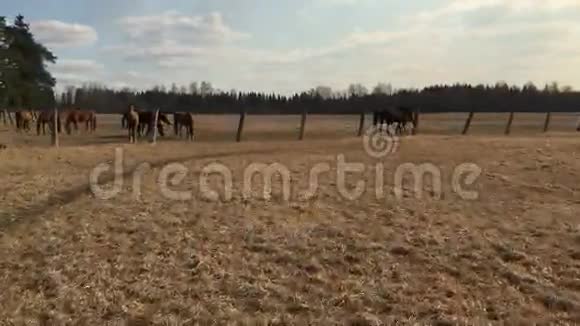 摄像机放大并移除了许多吃草的马视频的预览图