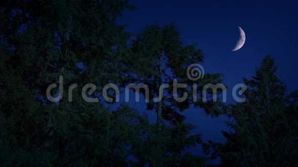 月牙夜在森林之上视频的预览图