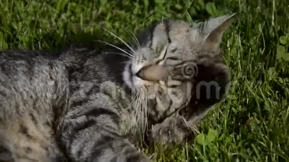 漂亮的打扮汤姆猫清洁自己躺在草地上的家养短毛猫的肖像可爱的小猫洗澡视频的预览图