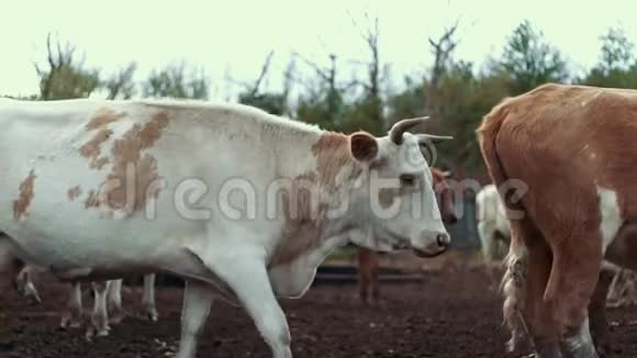 牛群在牲畜场的牧场上散步农场里的白牛和红牛视频的预览图