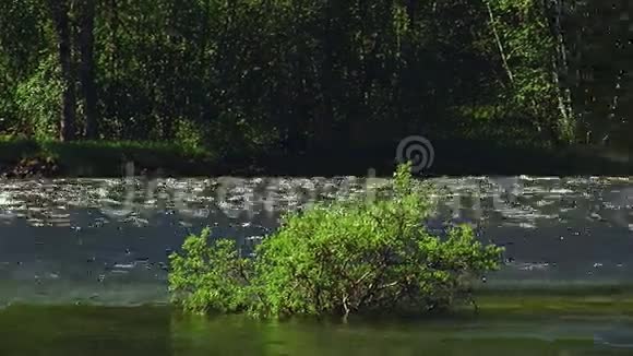 流动河水中绿色灌木的景观夏日阳光明媚没有人自然景观视频的预览图