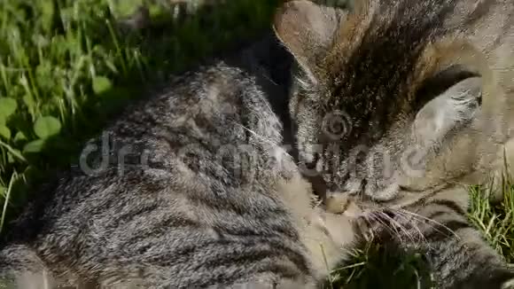 漂亮的打扮汤姆猫清洁自己躺在草地上的家养短毛猫的肖像可爱的小猫洗澡视频的预览图