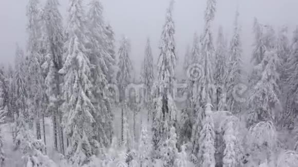 在冬天雾蒙蒙的天气里飞过冬天的仙女森林视频的预览图