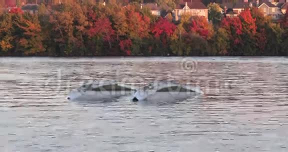 飞机在水中着陆时坠毁视频的预览图