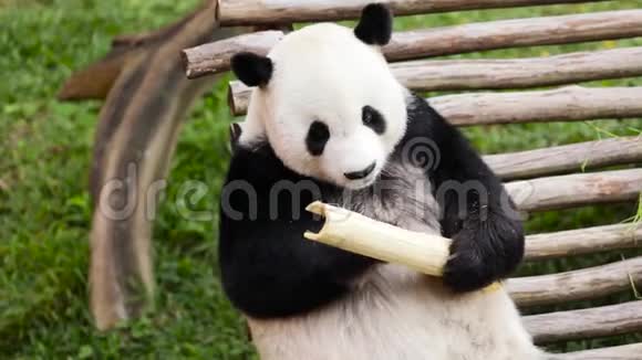 可爱的熊猫吃竹子视频的预览图