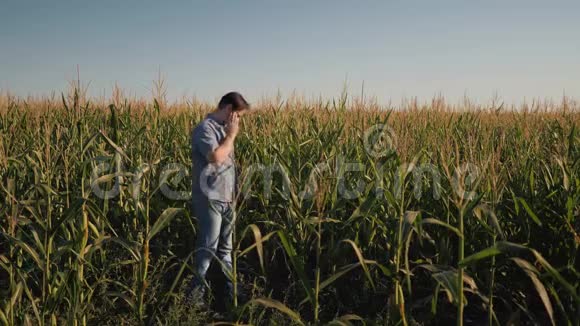 农民在玉米地检查玉米植株的质量日落时的录像视频的预览图
