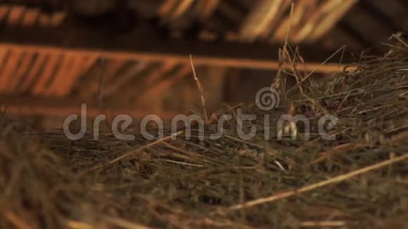 一堆稻草堆在黑暗的谷仓里视频的预览图