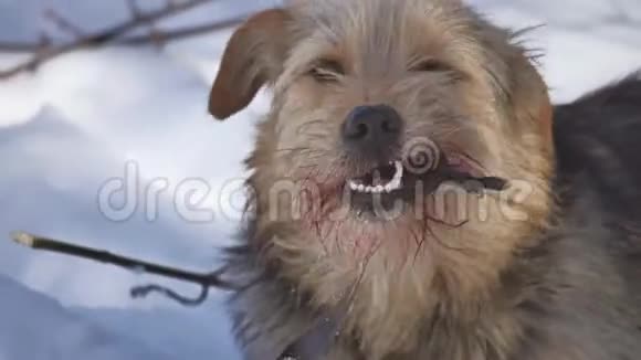 特写特写特写肮脏的流浪狗吃鸽子鸟鸟的问题流浪狗冬天躺在地上视频的预览图