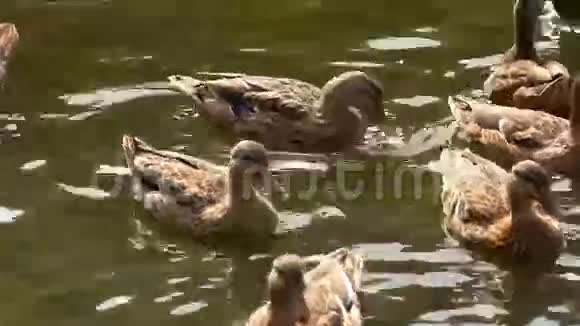 湖上的鸭子视频的预览图