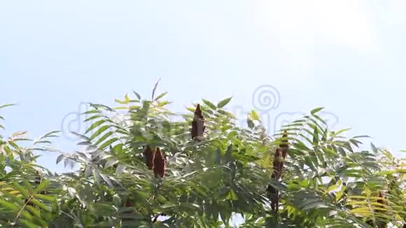 树上有红色的鹿角苏马果视频的预览图