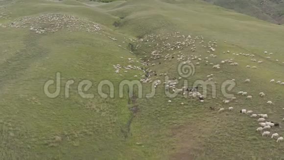 一群羊在山上吃草视频的预览图