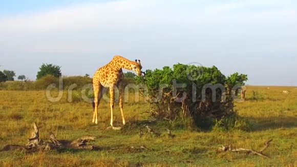 长颈鹿在非洲热带草原吃树叶视频的预览图