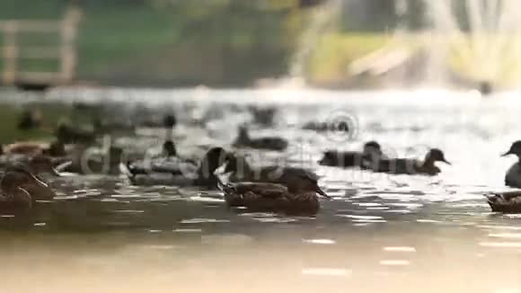 湖上的鸭子视频的预览图