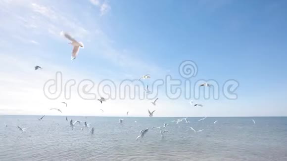喂一群海鸥一群海鸥在海上觅食视频的预览图