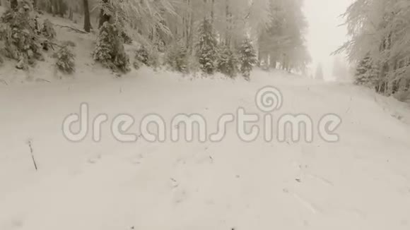 多雾天气下的冬林视频的预览图