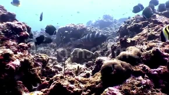 马尔代夫海底神奇海底蝴蝶鱼学校视频的预览图