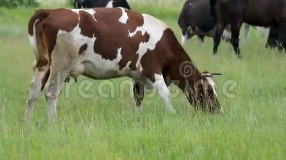 奶牛在草地上放牧视频的预览图