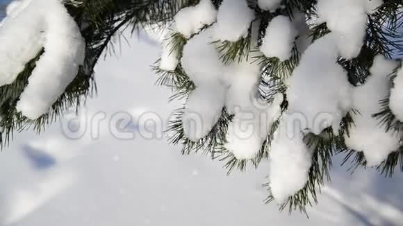 雪是用云杉枝在森林中点缀的视频的预览图