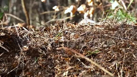 林中新建大蚂蚁山很多蚂蚁特写视频的预览图