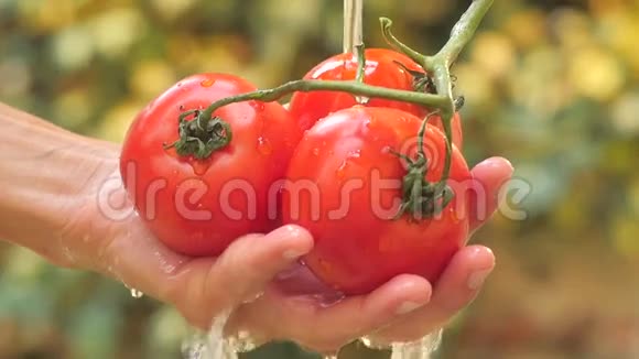 在阳光明媚的日子里西红柿关闭视频的预览图