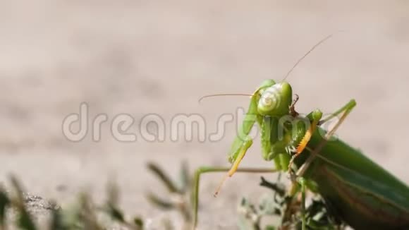 昆虫绿螳螂在沙滩上咬并清理它的爪视频的预览图