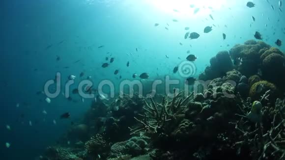 在拉贾安帕特的礁坡之上游鱼视频的预览图