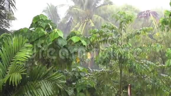 热带雨林暴雨视频的预览图