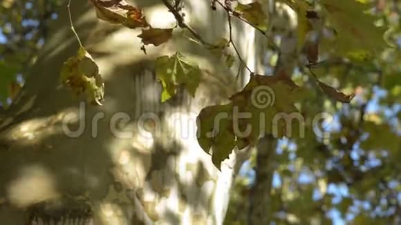 一棵大树树干上的枫叶视频的预览图