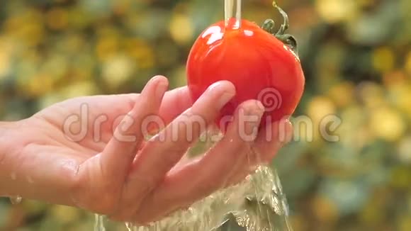 在阳光明媚的日子里西红柿关闭视频的预览图