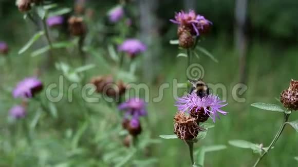在阳光明媚的日子里大黄蜂从花中采集花蜜视频的预览图