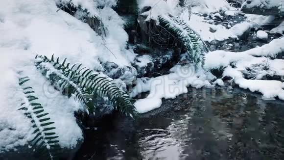 雪林中的溪流移动射击视频的预览图