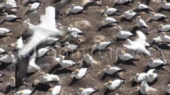 新西兰海岸上的鸟类以海景为背景视频的预览图