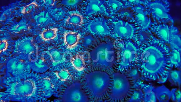蓝色棕榈珊瑚视频的预览图