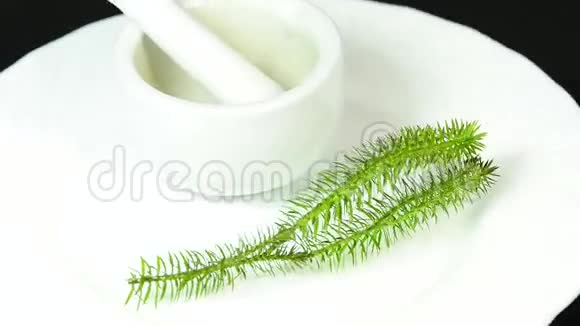 杉苔餐桌上的药用植物视频的预览图
