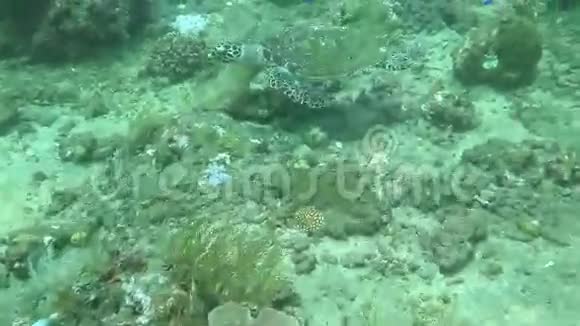 靠近印度尼西亚海岸的鹭海龟视频的预览图