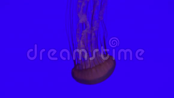 蓝水中的水母视频的预览图