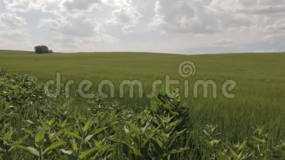绿色小麦的田地视频的预览图