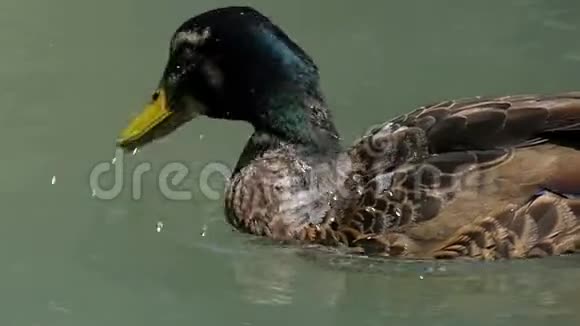 一个绿色和棕色的德雷克清洁它的羽毛在湖中的斯洛文尼亚视频的预览图