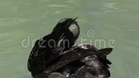 一只黑色的鸭子用喙清洁它的羽毛湖中清理羽毛视频的预览图