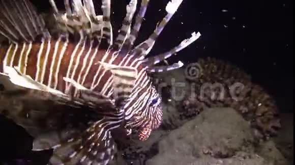 晚上猎鱼常见的狮子鱼捕鱼和游过珊瑚礁视频的预览图