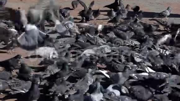 一群鸽子走在铺着瓷砖的广场上在懒懒中寻找食物视频的预览图
