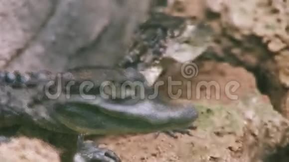 绿色鳄鱼坐在透明的鸟舍里水危险的动物捕食者视频的预览图