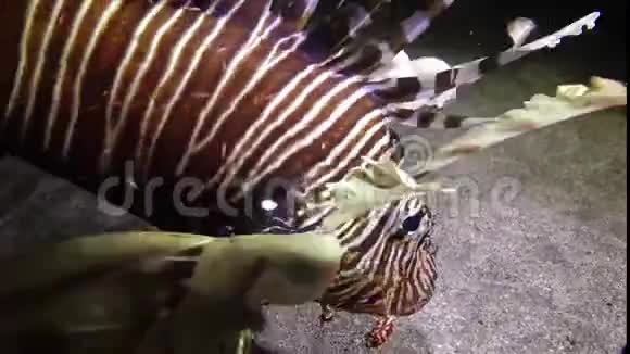 晚上猎鱼常见的狮子鱼捕鱼和游过珊瑚礁视频的预览图