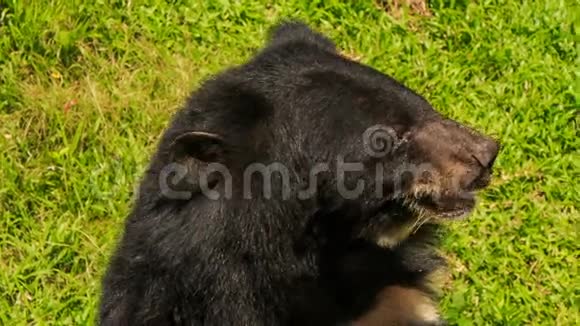 在旅游公园里黑熊摇摇头大叫视频的预览图